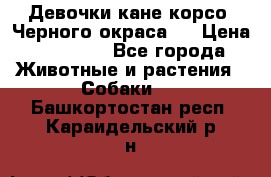 Девочки кане корсо. Черного окраса.  › Цена ­ 65 000 - Все города Животные и растения » Собаки   . Башкортостан респ.,Караидельский р-н